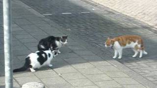 Cat fight  katten schijn gevecht [upl. by Winfield48]