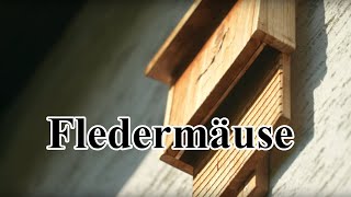 Wohnen hier Fledermäuse [upl. by Laddy]