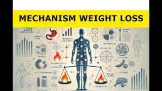 Understanding the Weight Loss Mechanism [upl. by Annahgiel]