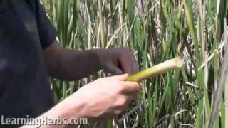 Harvesting amp Preparing Cattails Part 1 of 6 [upl. by Restivo]