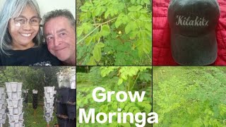 🇵🇭 Philippines MalunggayMoringa Grow a Living FENCE [upl. by Zaller168]