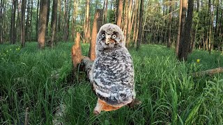 An unexpected meeting of cute owls in the forest  Film Studio Aves [upl. by Ezar]