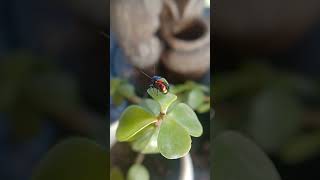 Dogbane beetle 🪲nature beetle [upl. by Acinomaj296]