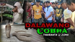 Dalawang Cobra Tinaranta si Zuma  muntik ng maka disgrasya ang isang cobra  zuma haring ahas [upl. by Galatia]