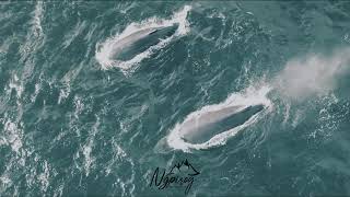 Ballenas en Ushuaia  Argentina  2021 Epic Drone 4K [upl. by Elleraj]