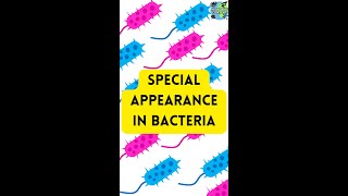 SPECIAL APPEARANCE IN BACTERIA [upl. by Beberg801]