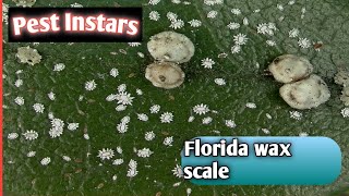 Florida wax scaleCeroplastes floridensisSoft scaleInstarsInteresting factsInsectLife on earth [upl. by Ihab]