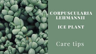 CORPUSCULARIA LEHMANNI  ICE PLANT  CARE TIPS [upl. by Elleiand24]