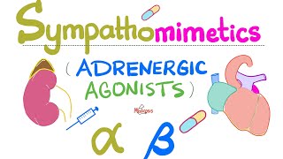 Sympathomimetics Adrenergic Agonists—Epinephrine Norepinephrine  Alpha amp Beta Receptors [upl. by Sanez]