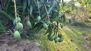 Yikes Dry Farming Fruit Trees In Drought  April 27 2024 [upl. by Tremml268]