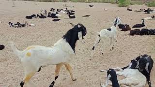 Bleating Hearts A Goats Love Story  Male goat with female goat 🐐  Camelslifeiv9ql [upl. by Kerwon635]