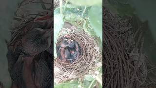 New born birds baby in nest part3 shorts birdsbaby hungrybaby hungrybirdsinside [upl. by Fleisher]