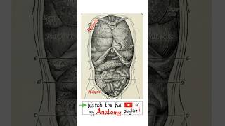 Anatomy of the Viscera  Thorax and Abdomen…anatomy biology physiology nurse doctor mbbs [upl. by Yemiaj]