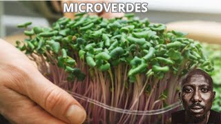 🥦CULTIVO de MICROVERDES  Passo a Passo Como Cultivar em Pequenos Espaços [upl. by Nodnol]