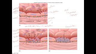 Unit 3 Part 4 Hemostasis Fibrinolysis amp Anticoagulants [upl. by Arbmat]