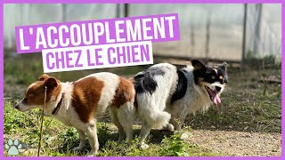 Comment fonctionne laccouplement chez les chiens [upl. by Inittirb252]