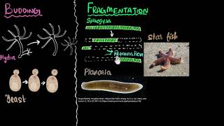 Budding spores fragmentation amp regeneration  How do organisms reproduce  Biology  Khan Academy [upl. by Gimpel598]