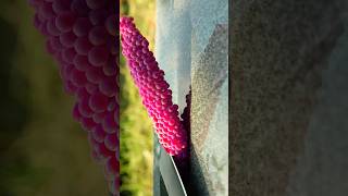 Surprised when apple snail eggs are purple satisfying relaxing shorts [upl. by Colvert847]