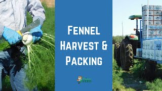 How Fennel is Harvested and Packed in California [upl. by Rexanne406]