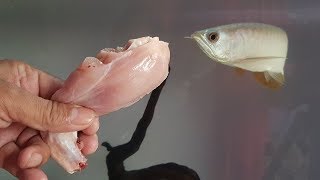 Arowana fish food feeding  chicken leg piece food for full Protein [upl. by Trevlac]