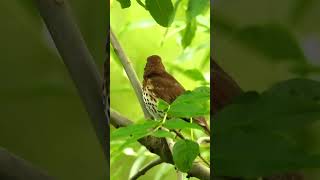 Song thrush singingchirping part5 [upl. by Lucio]