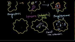 Listeria monocytogenes pathogenesis [upl. by Brandenburg417]