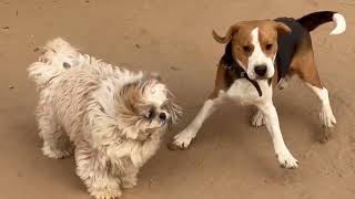 Aj hua dog fight between TIGER amp KHUSH dogloverprakash [upl. by Soirtemed567]