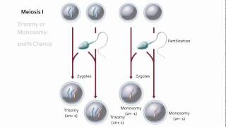 Visualizing Nondisjunction [upl. by Tound82]