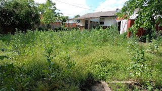 Satisfying Overgrown Backyard Lawn Mowing  Mowing season around the corner [upl. by Dahlia]