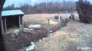 Red Foxes Stalk Birds Guinea Hens and Peahens [upl. by Llebiram915]