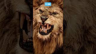 Top 10 Scariest Animals on Earth 🐯 🦈 🐻 [upl. by Ellicott]