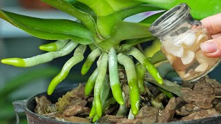 Old orchids quickly take root and bloom thanks to this trick [upl. by Yeldnarb640]