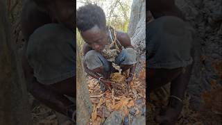 Hadza Eats Honey Infront Of Angry Beesshortsfeed hadzabetribe [upl. by Chafee]