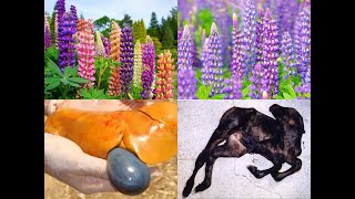 LUPINE TOXICITY IN ANIMALS [upl. by Rhea47]