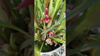 Bunga Aroma Biskuit kelapa  Maxillaria tenuifolia speciesorchids fragrantflowers [upl. by Val]