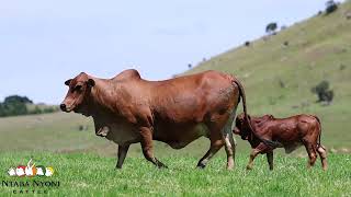 Boran cow and calf [upl. by Matthaus]