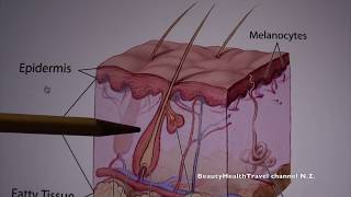 9 Cosmetology Skin Structure and Function [upl. by Riatsala]