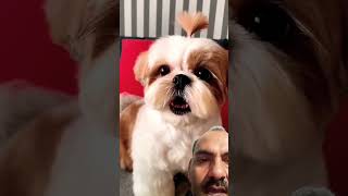 Cute Puppy । shihtzumania dog puppy shihtzu barkingpawz pets cute doglover barks shorts [upl. by Gona]