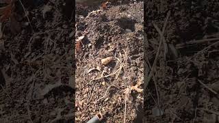 Planting Jerusalem Artichoke [upl. by Schulein429]