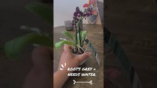 How to care for your first orchid  When to water and where to keep it [upl. by Otrebile732]