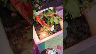 Main Tulsi tere aangan ki ❣️ short video [upl. by Nnywg516]