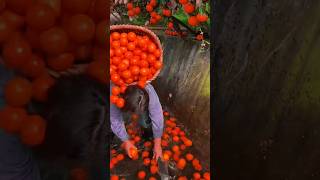 Harvesting ripe oranges in the fields near the waterfront beautiful natural freshfriut orange [upl. by Pathe]