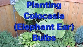 Planting Colocasia Esculenta Bulbs [upl. by Myrle]