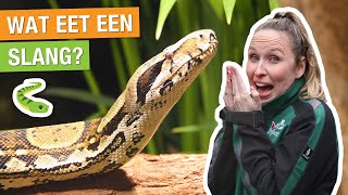 DIT IS DE GIFTIGSTE SLANG TER WERELD 😱🐍  Carlijns Dierenvraag 63 [upl. by Ardnuasak]