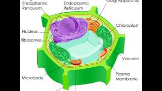 What is Etiolation [upl. by Leizahaj]