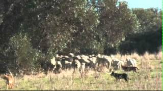 Droving with Kelpies working cattlecows with calves and eweslambs plus weaned lambs [upl. by Epstein]