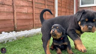 4 Weeks Old Rottweiler Puppies Meet 6 Weeks Old Rottweiler Puppies [upl. by Ettolrahs]