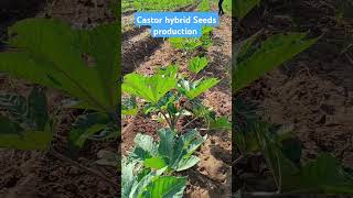 Castor hybrid seeds productions shorts [upl. by Ahsaya]