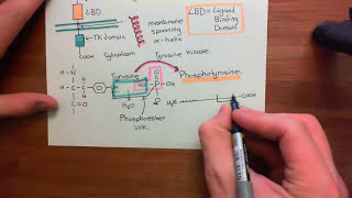 Receptor Tyrosine Kinases Part 1 [upl. by Ainoyek]