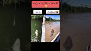 මතු වෙන විදිය තමයි ගැම්ම 🇱🇰❤️ Alligetor vs crocodile  shorts srilanka india viralvideo [upl. by Oicangi382]